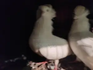 Bombai Kobutor
