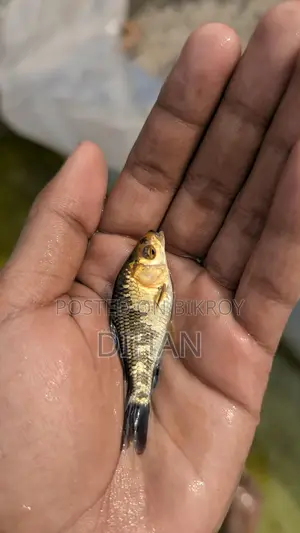 Japanese Koi Carp Aquarium Fish