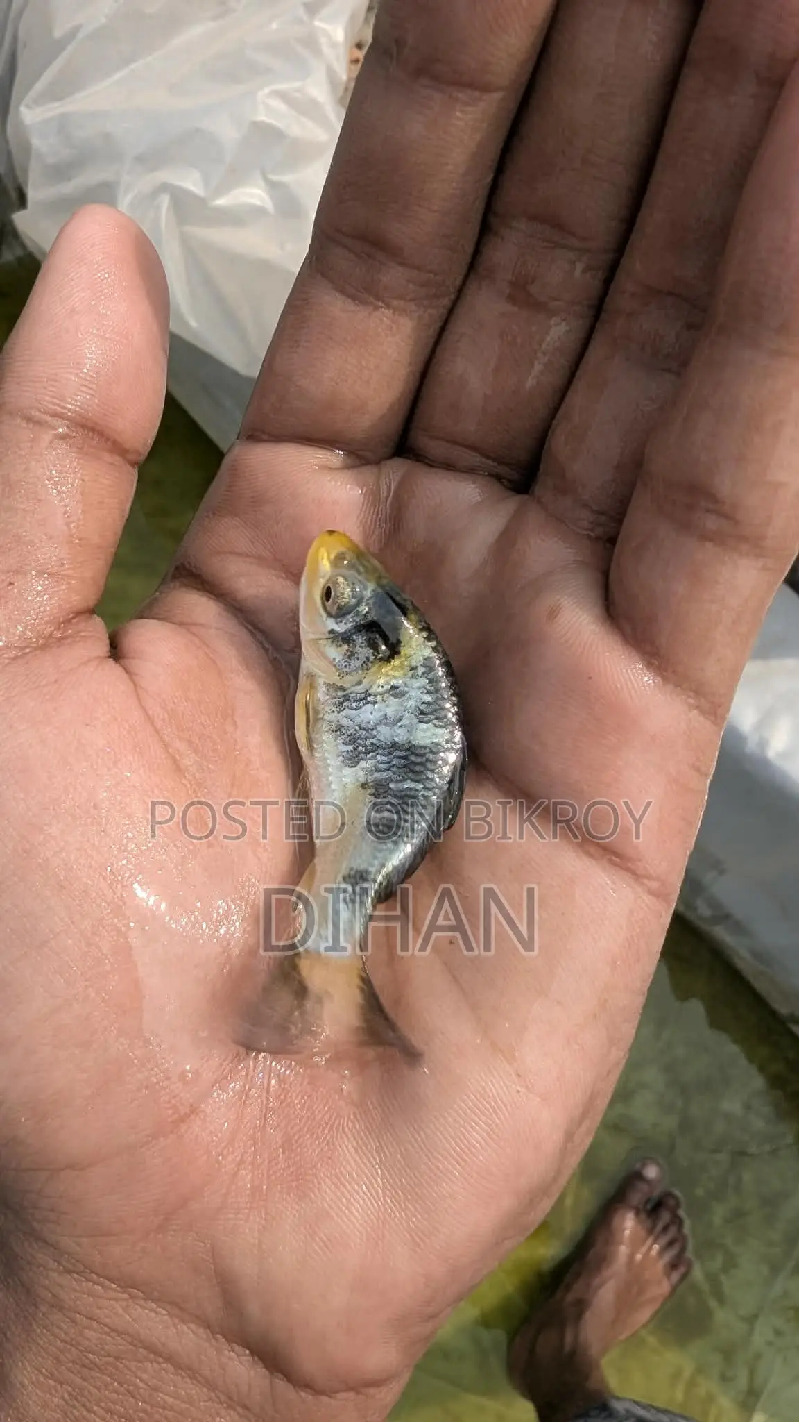 Japanese Koi Carp Aquarium Fish