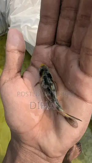 Japanese Koi Carp Aquarium Fish
