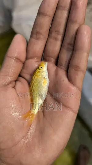 Japanese Koi Carp Aquarium Fish