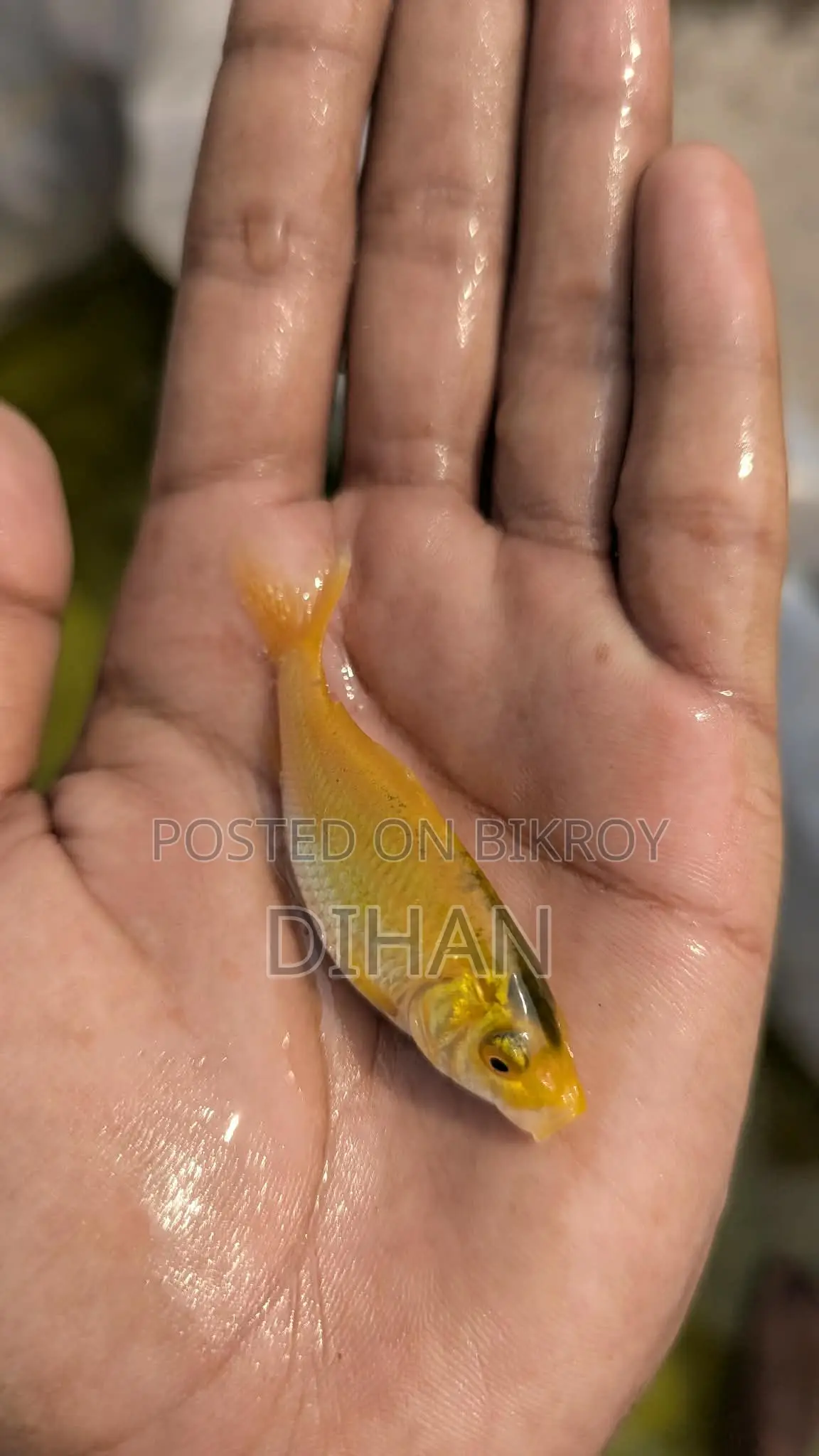 Japanese Koi Carp Aquarium Fish