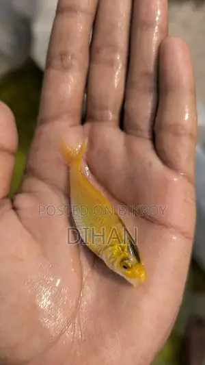 Japanese Koi Carp Aquarium Fish