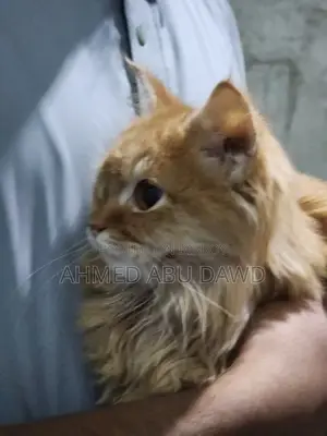 পার্সিয়ান ফিমেল বিড়াল
