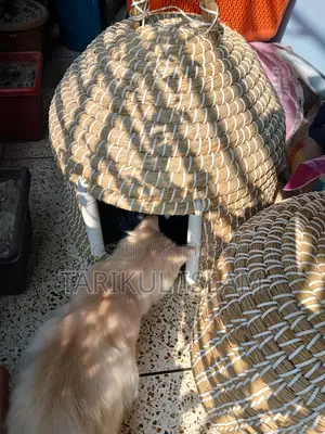 Pure Persian cat
