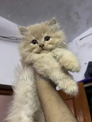 পারসিয়ান বিড়াল