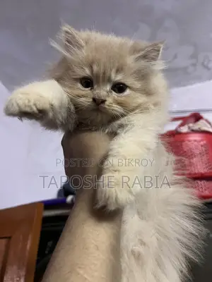 পারসিয়ান বিড়াল