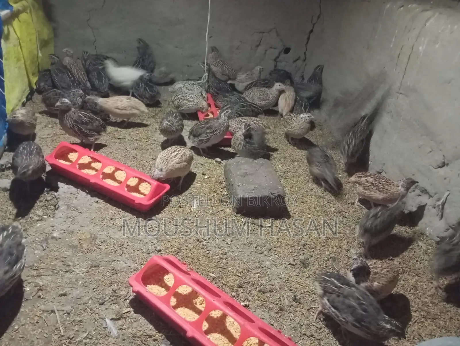 Quail Birds
