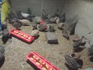 Quail Birds