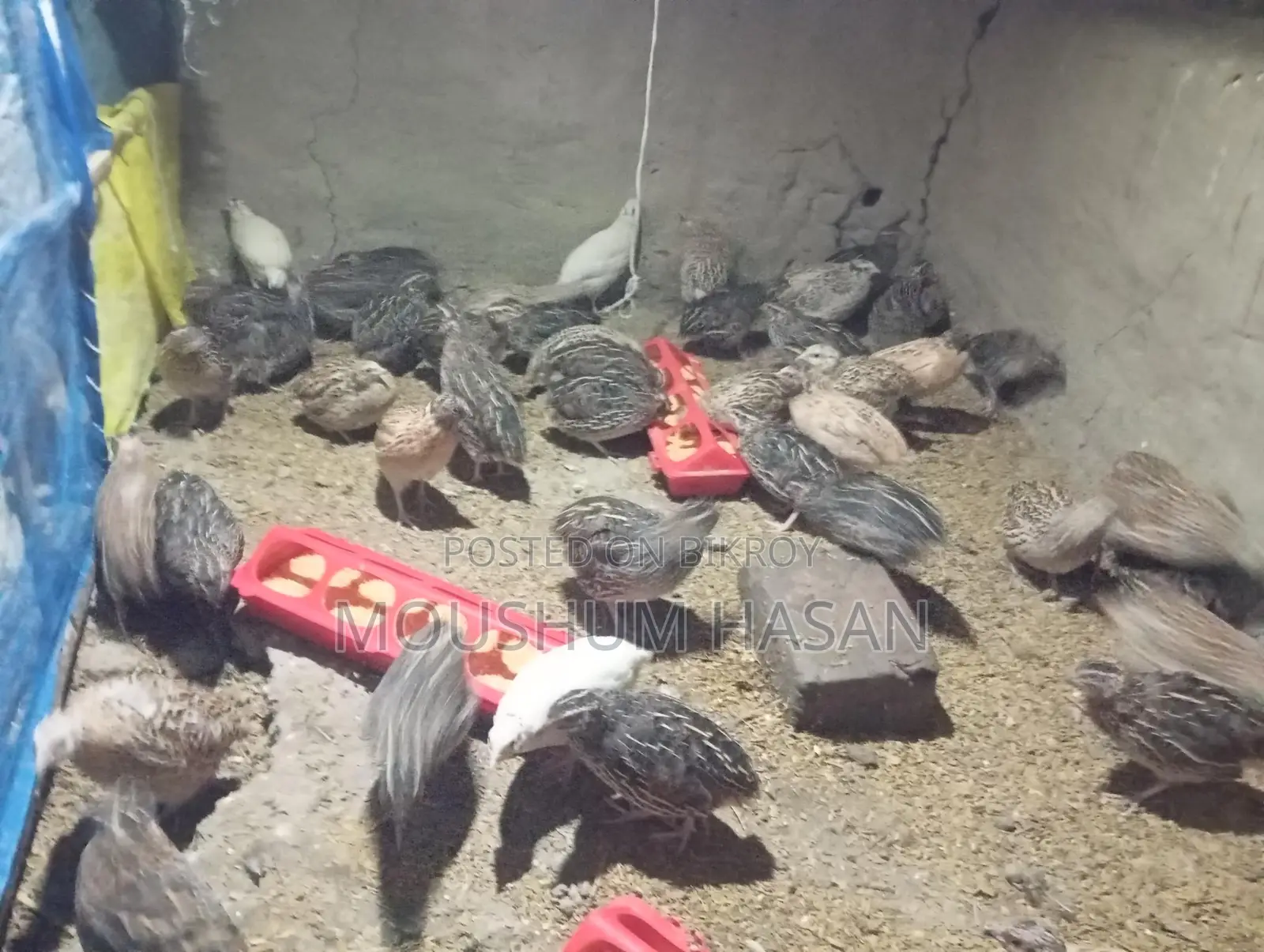 Quail Birds