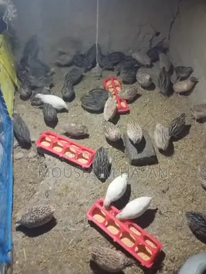 Quail Birds