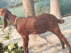 High-quality goat