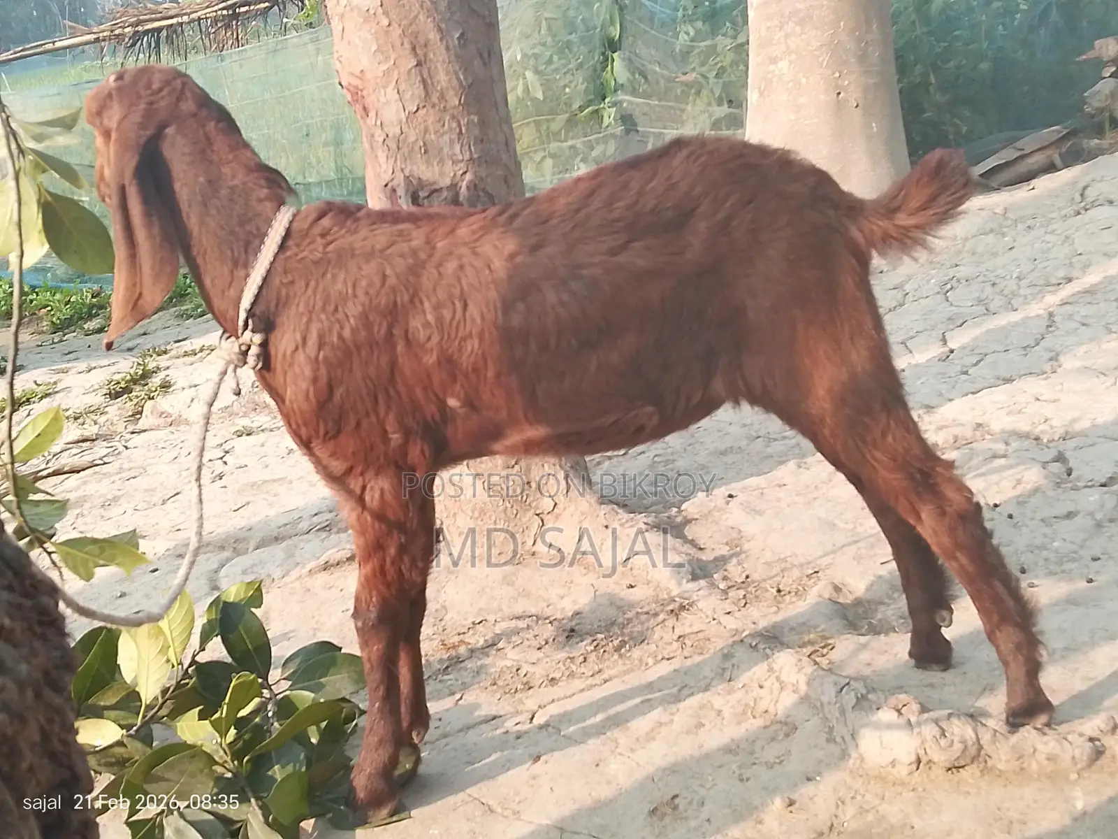 High-quality goat