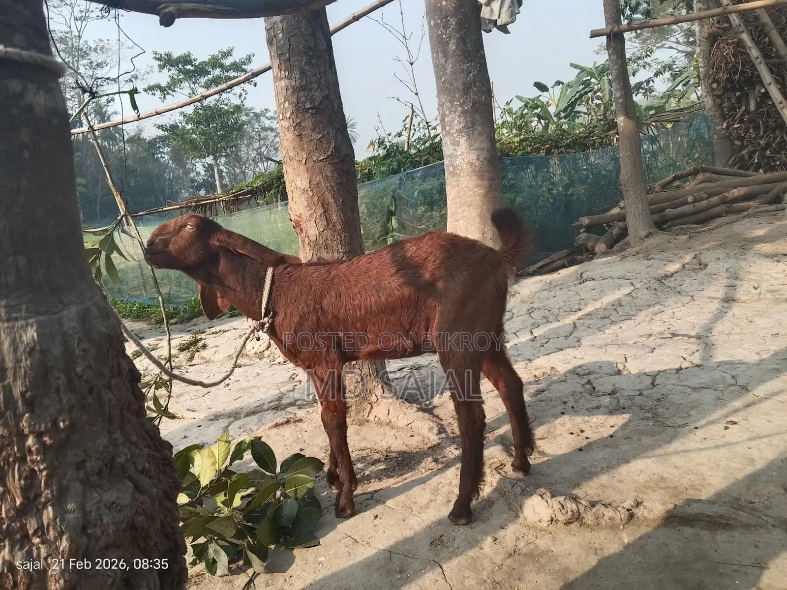 High-quality goat
