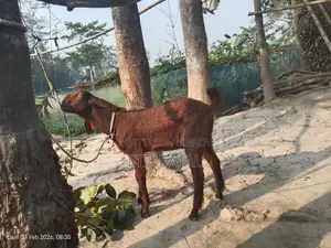 High-quality goat