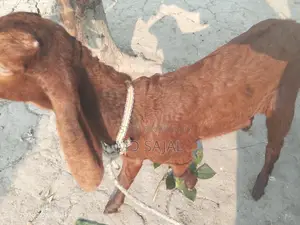High-quality goat