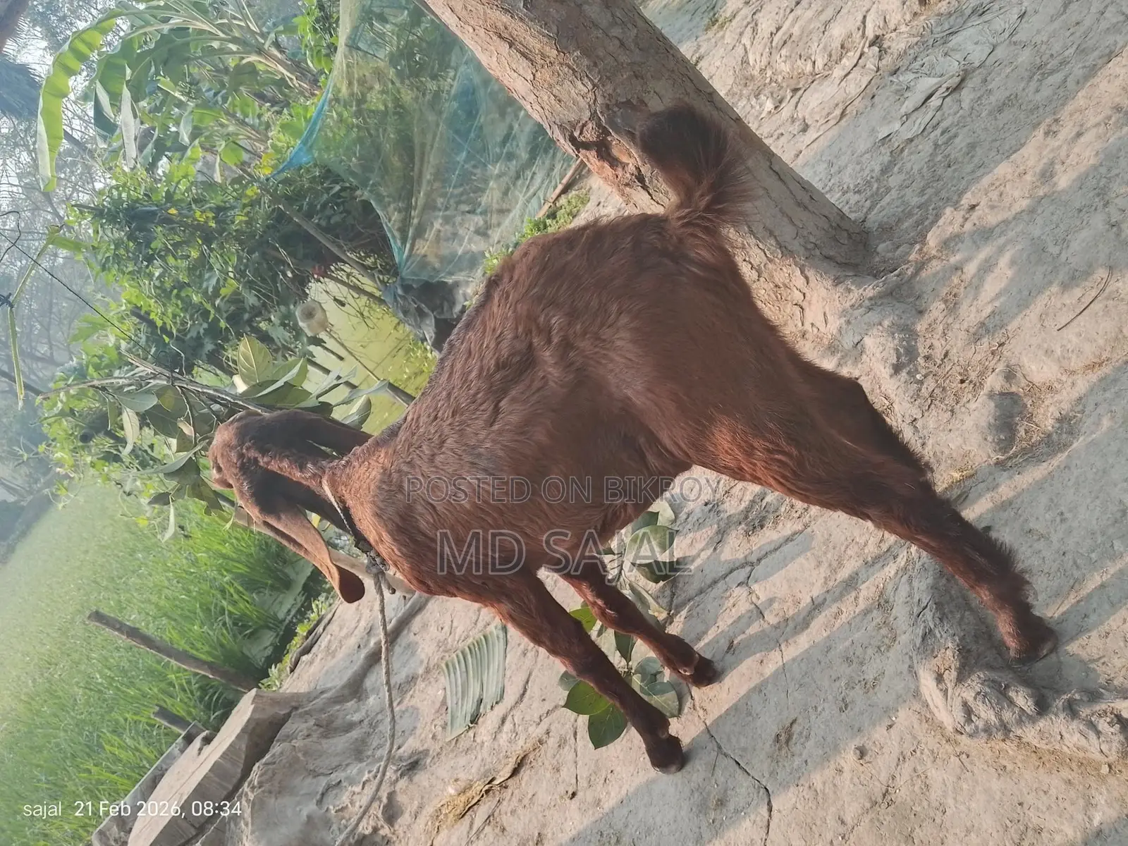 High-quality goat