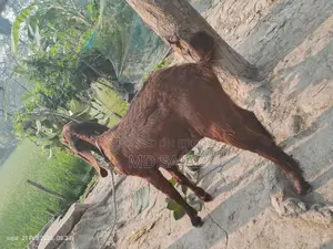High-quality goat