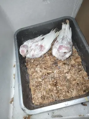 অ্যালবিনো বেবি