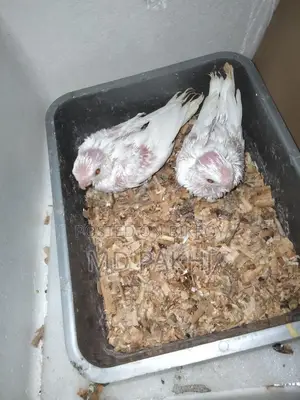 অ্যালবিনো বেবি