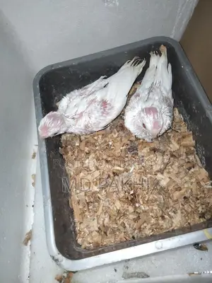 অ্যালবিনো বেবি