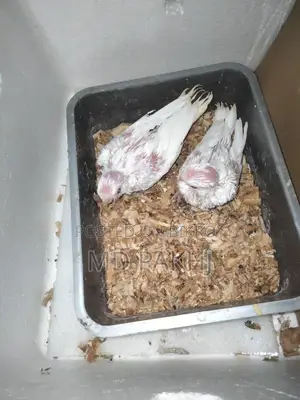 অ্যালবিনো বেবি