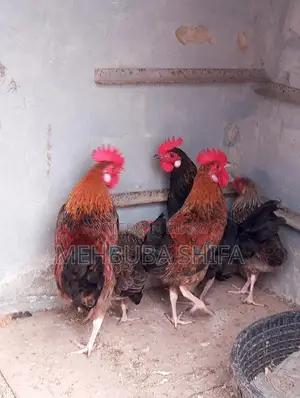 দেশি মুরগির মোরগ