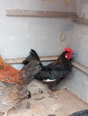 দেশি মুরগির মোরগ