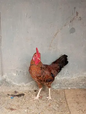 দেশি মুরগির মোরগ
