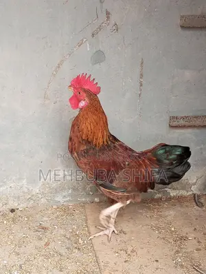 দেশি মুরগির মোরগ