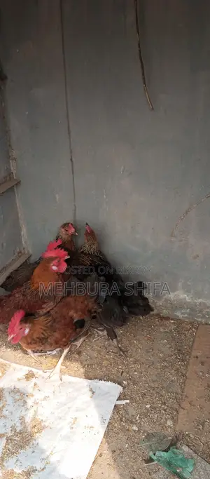 দেশি মুরগির মোরগ