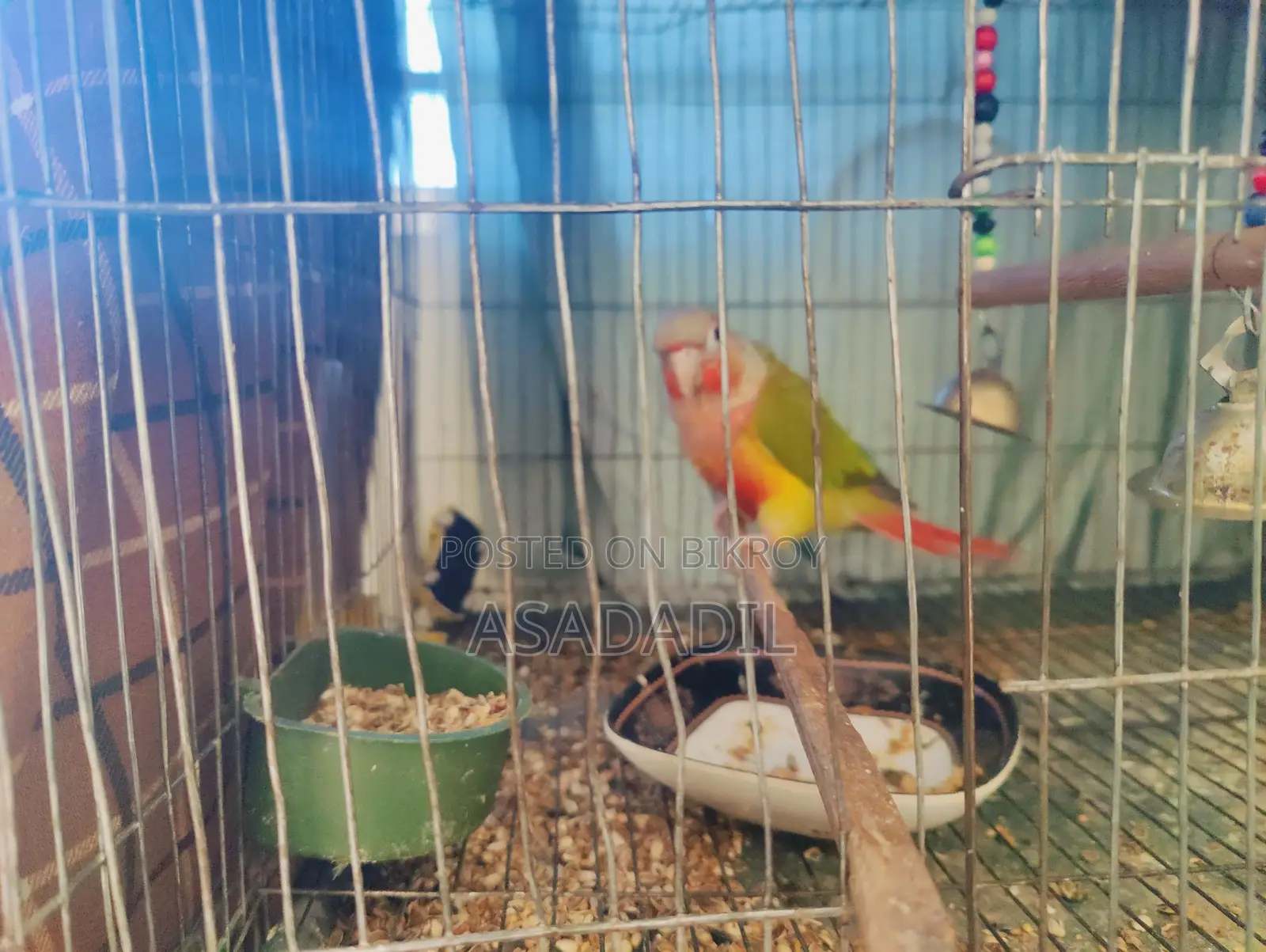 Pineapple Conure fully tame