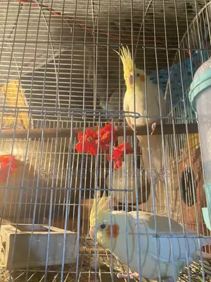 Cockatiel Bird