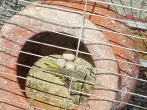Budgie Birds