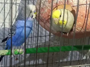 Budgie Birds