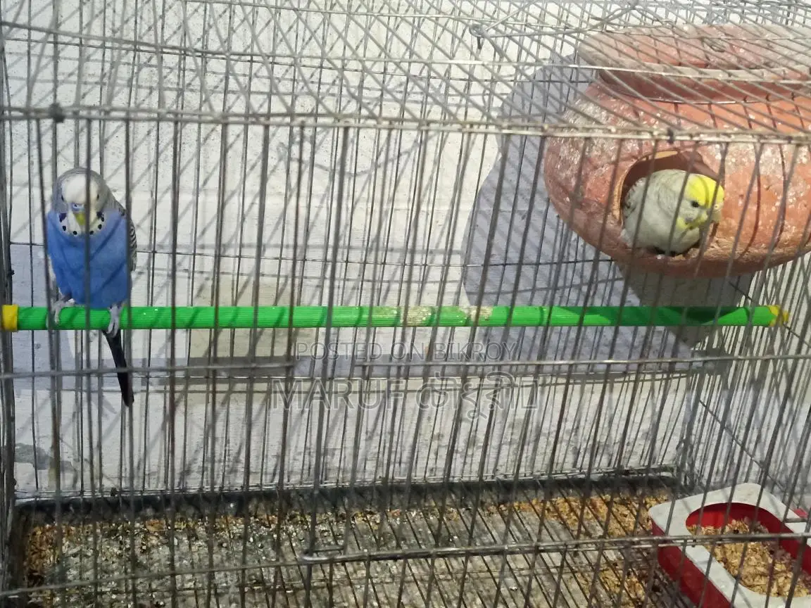 Budgie Birds