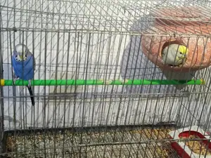 Budgie Birds