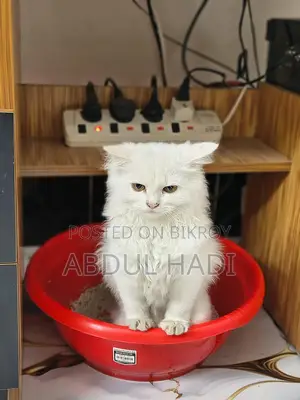 Cat for Sale