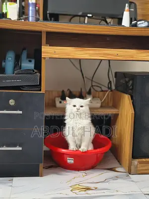 Cat for Sale