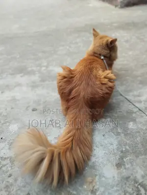 ট্র্যাডিশনাল পার্সিয়ান ক্যাট