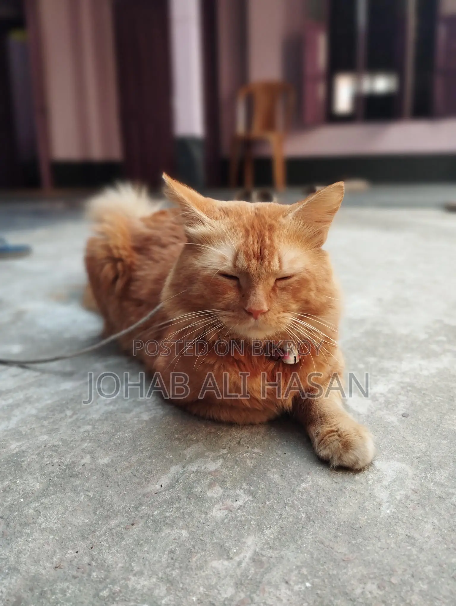 ট্র্যাডিশনাল পার্সিয়ান ক্যাট
