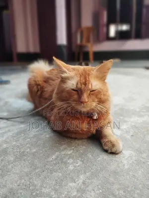 ট্র্যাডিশনাল পার্সিয়ান ক্যাট