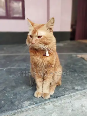 ট্র্যাডিশনাল পার্সিয়ান ক্যাট