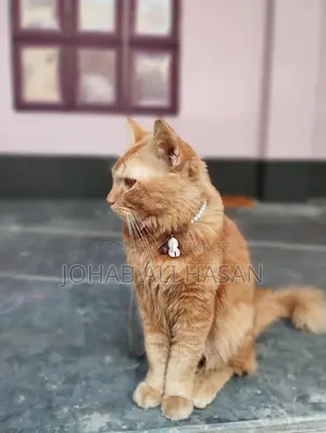 ট্র্যাডিশনাল পার্সিয়ান ক্যাট