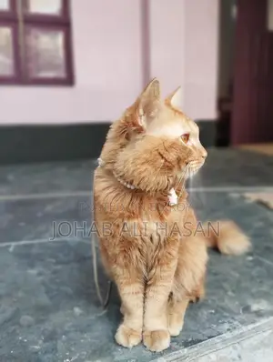 ট্র্যাডিশনাল পার্সিয়ান ক্যাট