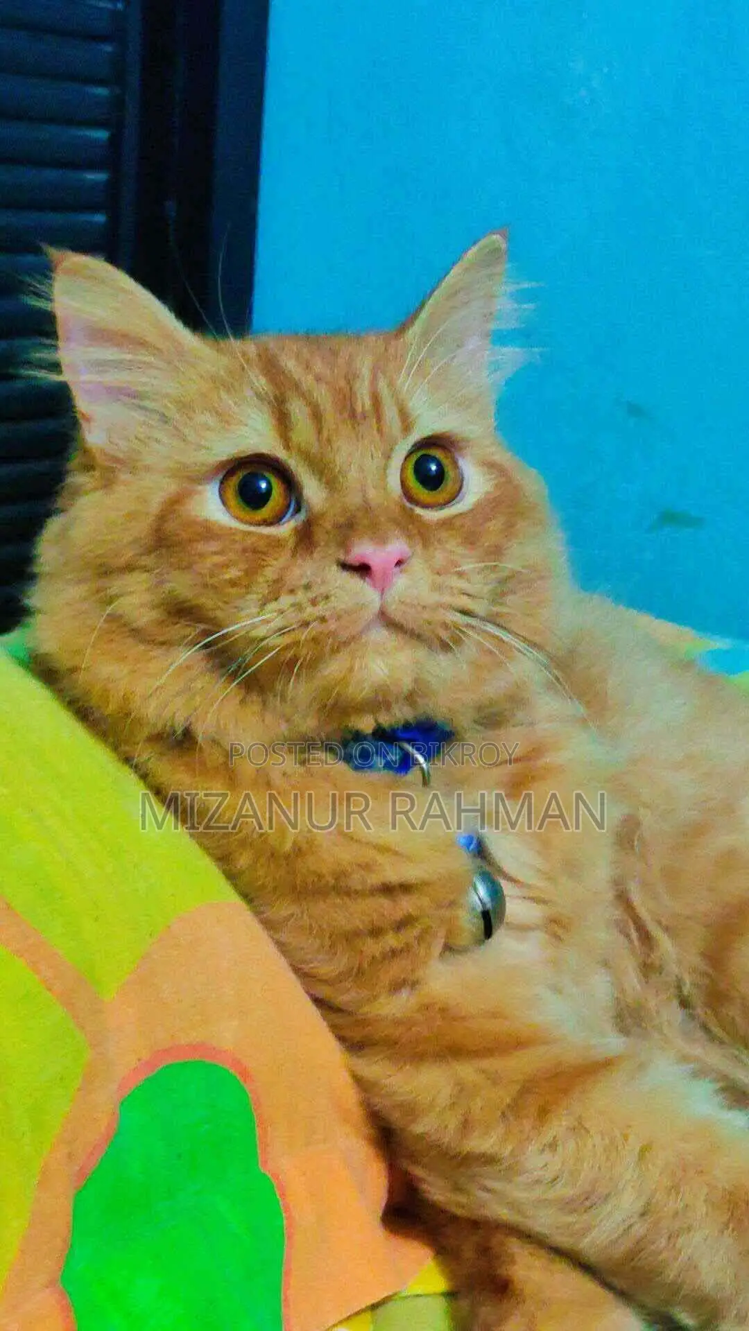 Traditional Persian ''active Male Cat''