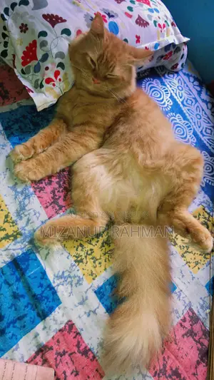 Traditional Persian ''active Male Cat''