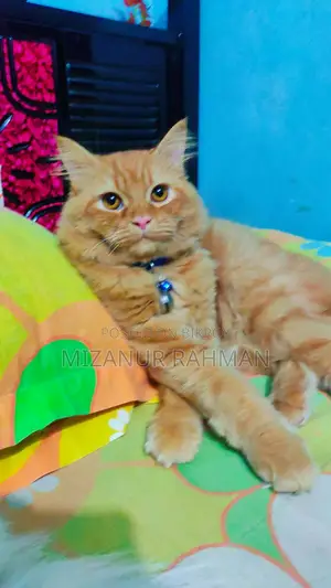 Traditional Persian ''active Male Cat''