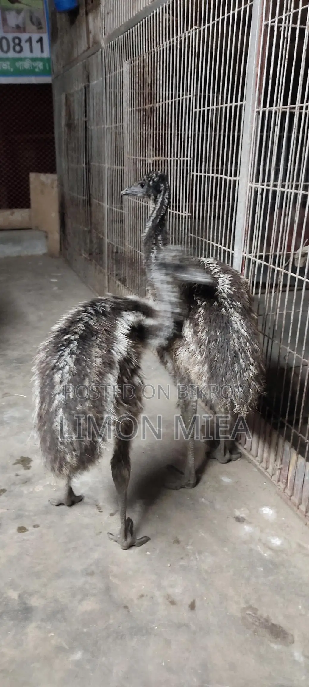 ইমো পাখির বাচ্চা