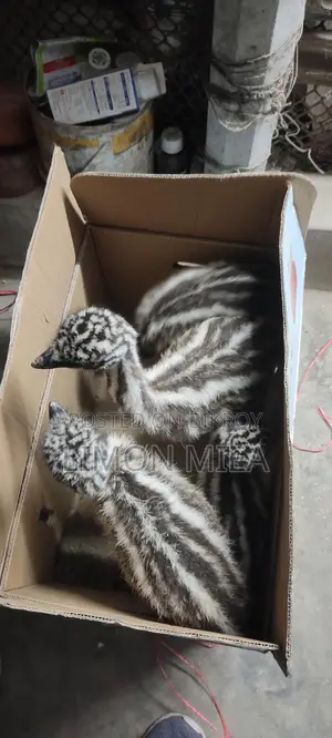 ইমো পাখির বাচ্চা
